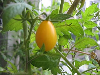 Tomato - Yellow Pear - Heirloom -  Organic - 30 Seeds
