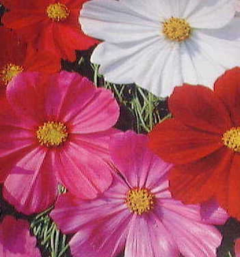 Cosmos Sensational Mixed Colors Heirlooms 30 Seeds Etsy