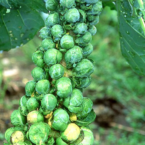 Brussel Sprouts Long Island Improved Heirloom NO GMO Etsy