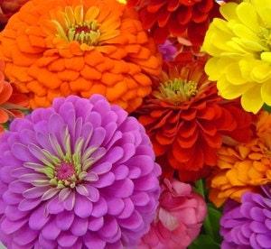 Zinnia - Giants of California - Heirloom - 20 Seeds