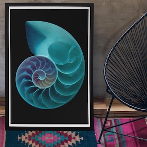 X-Ray Nautilus Art Print | Blueprint Ocean Poster | Translucent Shell Wall Decor | Marine Digital Download