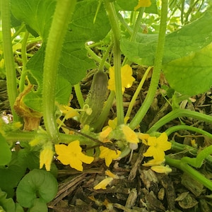 Puede incluir: Primer plano de una planta de pepino con flores amarillas brillantes y un pepino pequeño en desarrollo. La planta tiene hojas verdes grandes y está rodeada de astillas de madera. La imagen captura el crecimiento de la planta.
