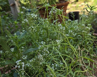 Süßes Alyssum, Weiß, organisch gewachsen, Non-GMO