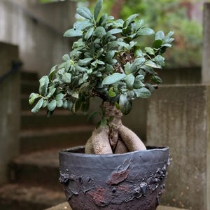 Maceta/jardinera orgánica hecha a mano