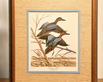 Vintage John A. Ruthven Cinnamon Teal Print | Signed Numbered Duck Wildlife Art