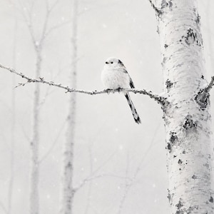 以下が含まれることがあります： 雪の降る森の中で枝にとまっている小さな鳥の白黒画像。鳥は長い尾を持ち、左を向いています。シラカバの幹が前景にあり、他の木々は背景でぼやけています。雪片が降っています。