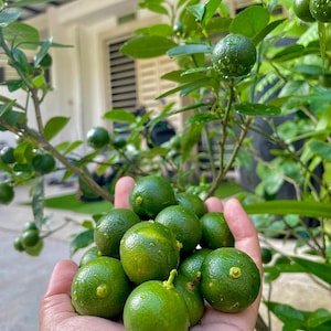 Könnte beinhalten: Eine Hand hält eine Ansammlung kleiner, leuchtend grüner Zitrusfrüchte, möglicherweise Limetten oder Calamansi, mit Wassertröpfchen auf der Oberfläche. Die Früchte sind von grünen Blättern und Zweigen umgeben.