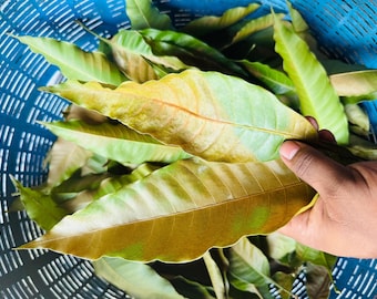 100 hojas de mango secas auténticas / Decoración tradicional, artículos para bodas y festivales