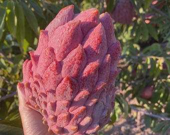 20 graines d'atemoya rouge - graines de fruits tropicaux exotiques frais | Annona hybride