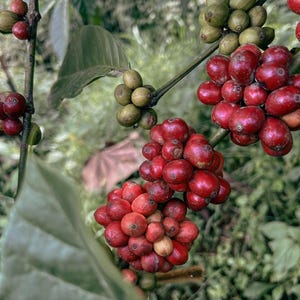 Op de afbeelding: Trossen koffiebessen groeien aan een tak, met een mix van felrood rijp fruit en lichtgroene onrijpe bessen. De gladde, ronde bessen zitten dicht op elkaar gepakt en zijn bevestigd aan dunne houtachtige stengels tussen groene bladeren.