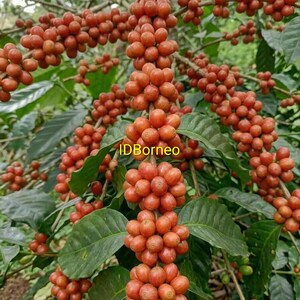 Certified Orange Java Ijen Coffee Seeds for Planting | Exotic Arabica Bean