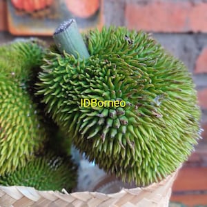 Puede incluir: Primer plano de varias frutas verdes y espinosas, posiblemente yaca o una fruta tropical similar, en una cesta de mimbre. Las frutas tienen una superficie rugosa y texturizada con un color verde vibrante. El texto "IDBorneo" es visible.