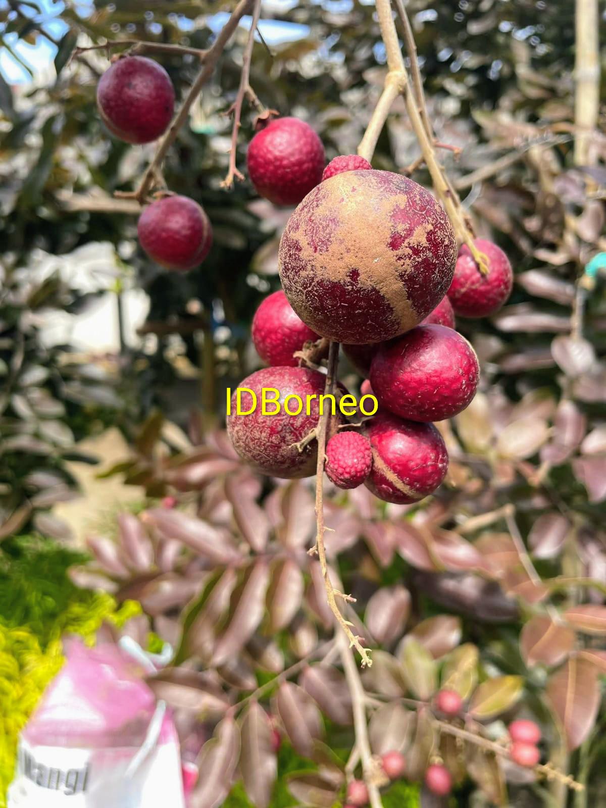 Red longan - Etsy 日本