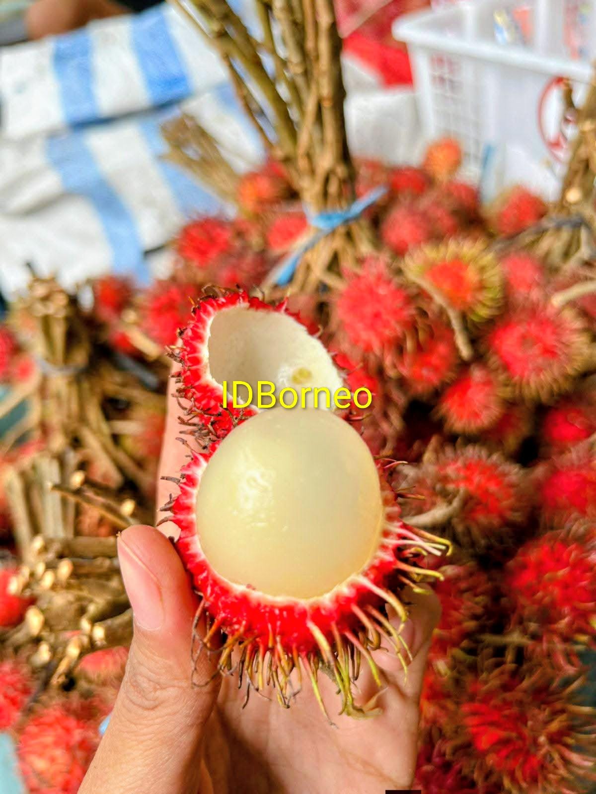 Jackfruit tree - Etsy 日本