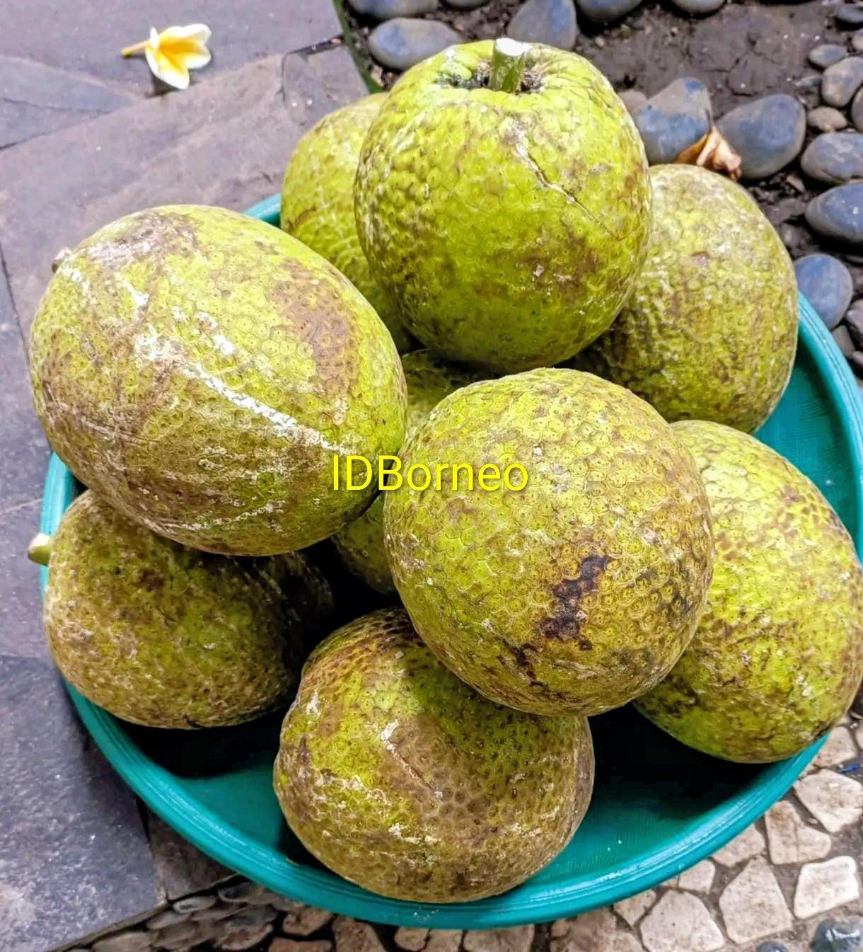 Dwarf jaboticaba - Etsy 日本