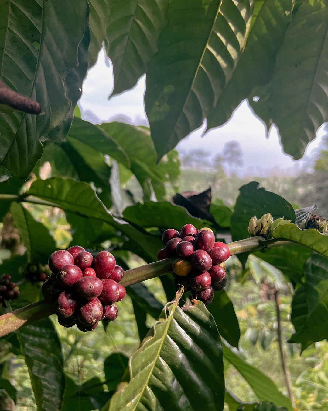 コーヒー生豆 Ceylan robusta 1.8キロ 松屋珈琲～コーヒー生豆通販