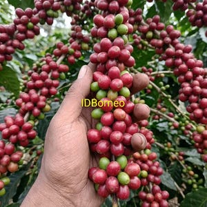 Certified Java Ijen Coffee Seeds for Planting | Exotic Arabica Bean