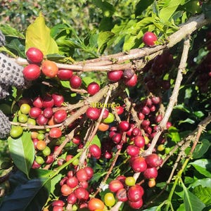 May include: A coffee plant branch laden with clusters of ripening coffee cherries, transitioning from green to yellow and deep red. The woody stems are covered in small, round fruit, with the text IDBorneo visible in yellow.