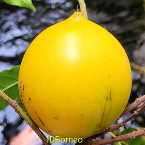 Abiu fruit - Etsy 日本