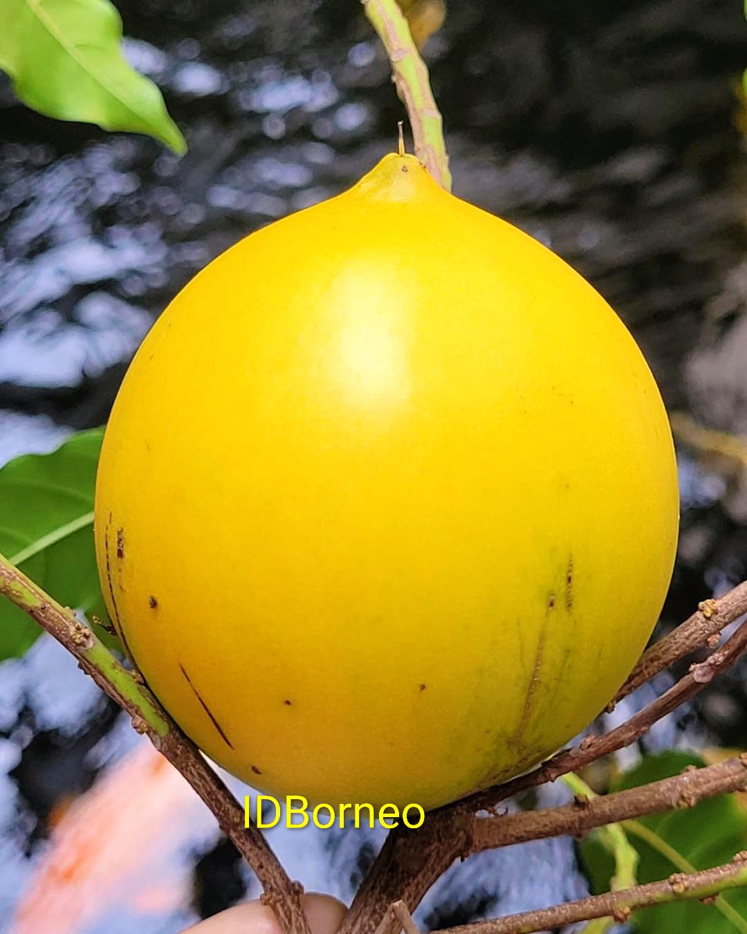 アビウ果実 Abiu fruit - Etsy 日本