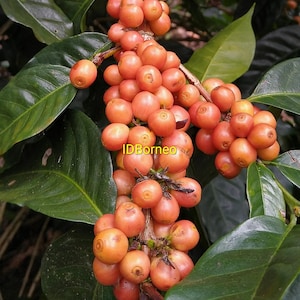 Puede incluir: Un racimo de cerezas de café madurando en una rama con hojas de color verde oscuro. Los frutos redondos y lisos pasan de un naranja claro a un tono melocotón más profundo. El texto IDBorneo está impreso en amarillo sobre el centro.