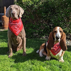 May include: Two dogs sitting on green grass, both wearing red bandanas. One is a gray Weimaraner with "Oll" on its bandana. The other is a Basset Hound with "Bruno" on its bandana. Bushes and a wooden structure are in the background.