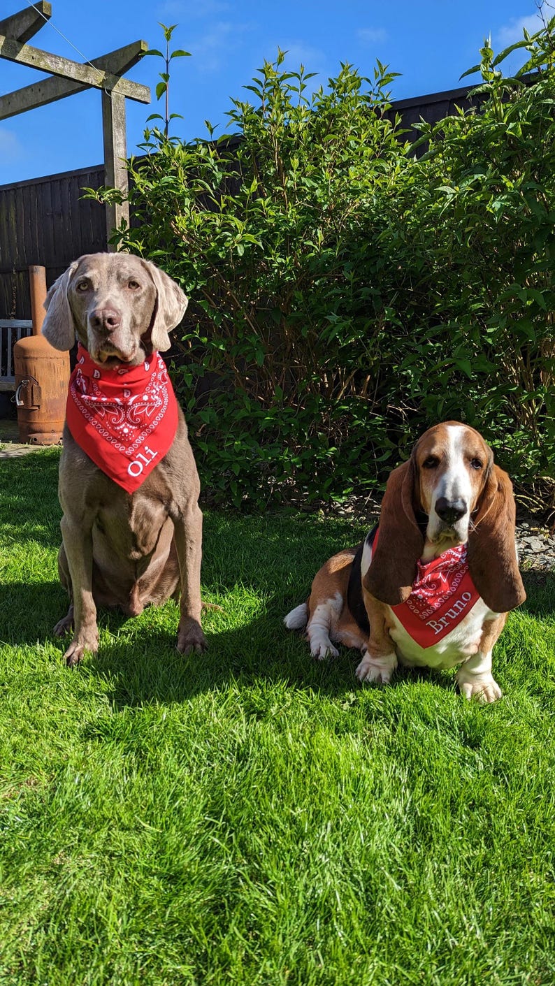 May include: Two dogs sitting on green grass, both wearing red bandanas. One is a gray Weimaraner with "Oll" on its bandana. The other is a Basset Hound with "Bruno" on its bandana. Bushes and a wooden structure are in the background.