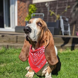 May include: A Basset Hound dog with brown and white fur, wearing a red bandana with a white paisley design and the name "Bruno" printed on it. The dog is sitting on green grass in a sunny outdoor setting.