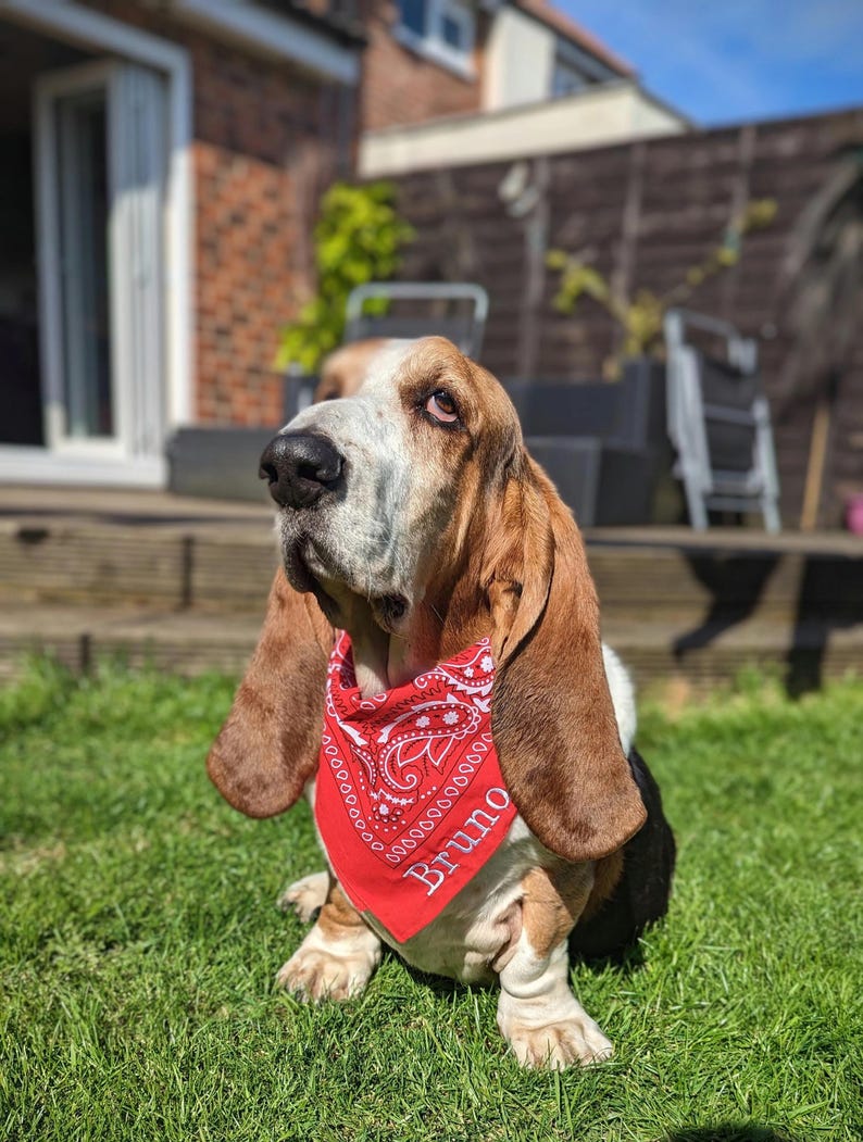 May include: A Basset Hound dog with brown and white fur, wearing a red bandana with a white paisley design and the name "Bruno" printed on it. The dog is sitting on green grass in a sunny outdoor setting.