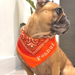 May include: A brown French Bulldog wearing an orange bandana with a white paisley design and the name "Peanut" printed on it. The dog is sitting indoors, with a plant visible in the background.