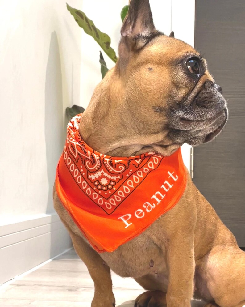 May include: A brown French Bulldog wearing an orange bandana with a white paisley design and the name "Peanut" printed on it. The dog is sitting indoors, with a plant visible in the background.
