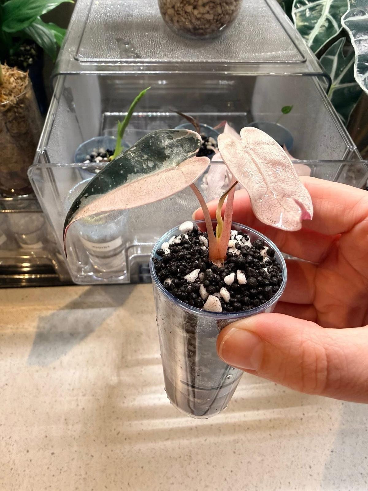 バンビーノ ピンク Alocasia bambino pink variegated - Etsy 日本