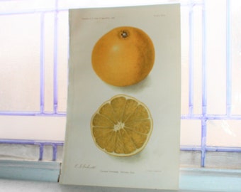 1906 Chromolithograph Fruit Print Colman Orange Dept of Agriculture