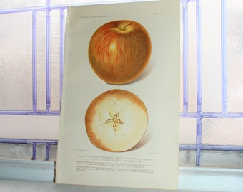 1906 Lithograph Print Rome Beauty Apple Dept of Agriculture Book Plate