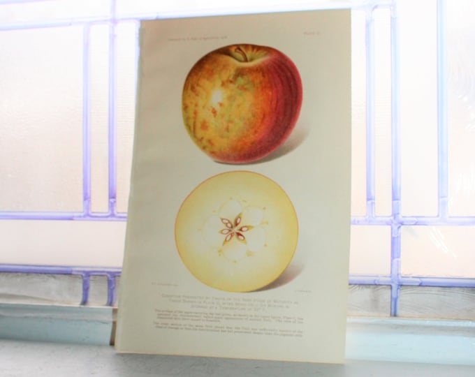 1906 Chromolithograph Print Apple Dept of Agriculture Yearbook Antique