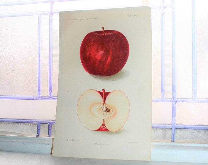 1906 Lithograph Fruit Print Magnate Apple Dept of Agriculture