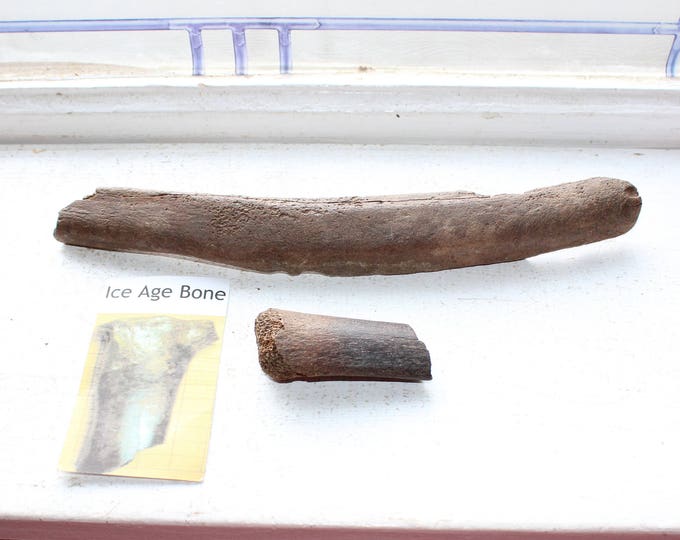 2 Ancient Ice Age Bones Pleistocene Era Rib Bones