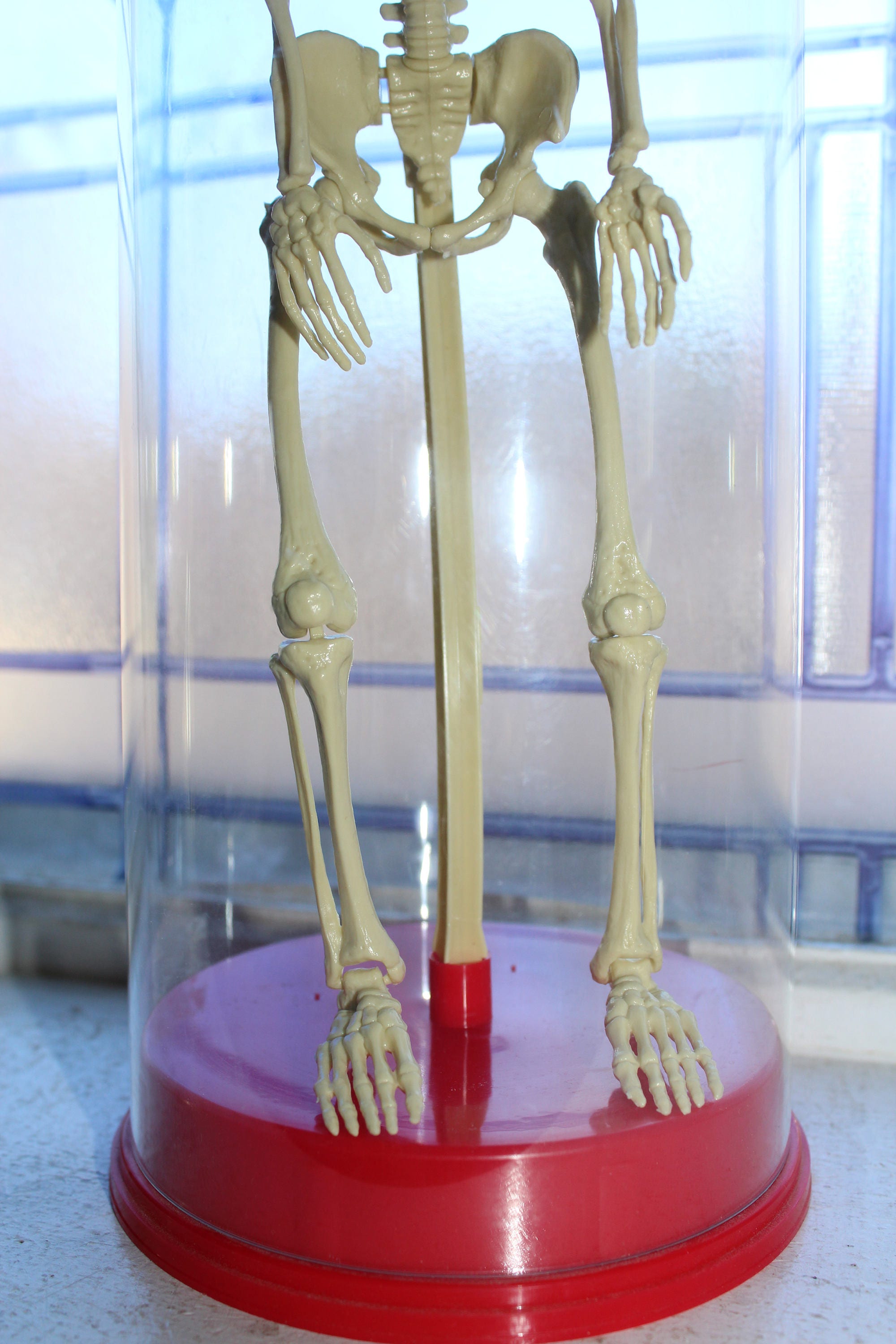 Vintage Toy Skeleton Workman Publishing