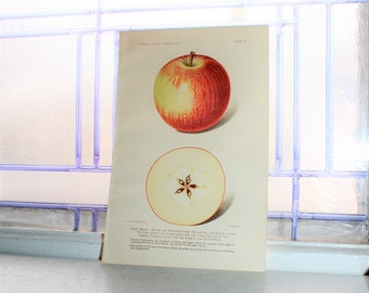 1906 Lithograph Fruit Print Rome Beauty Apple Dept of Agriculture