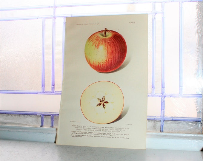 1906 Lithograph Fruit Print Rome Beauty Apple Dept of Agriculture