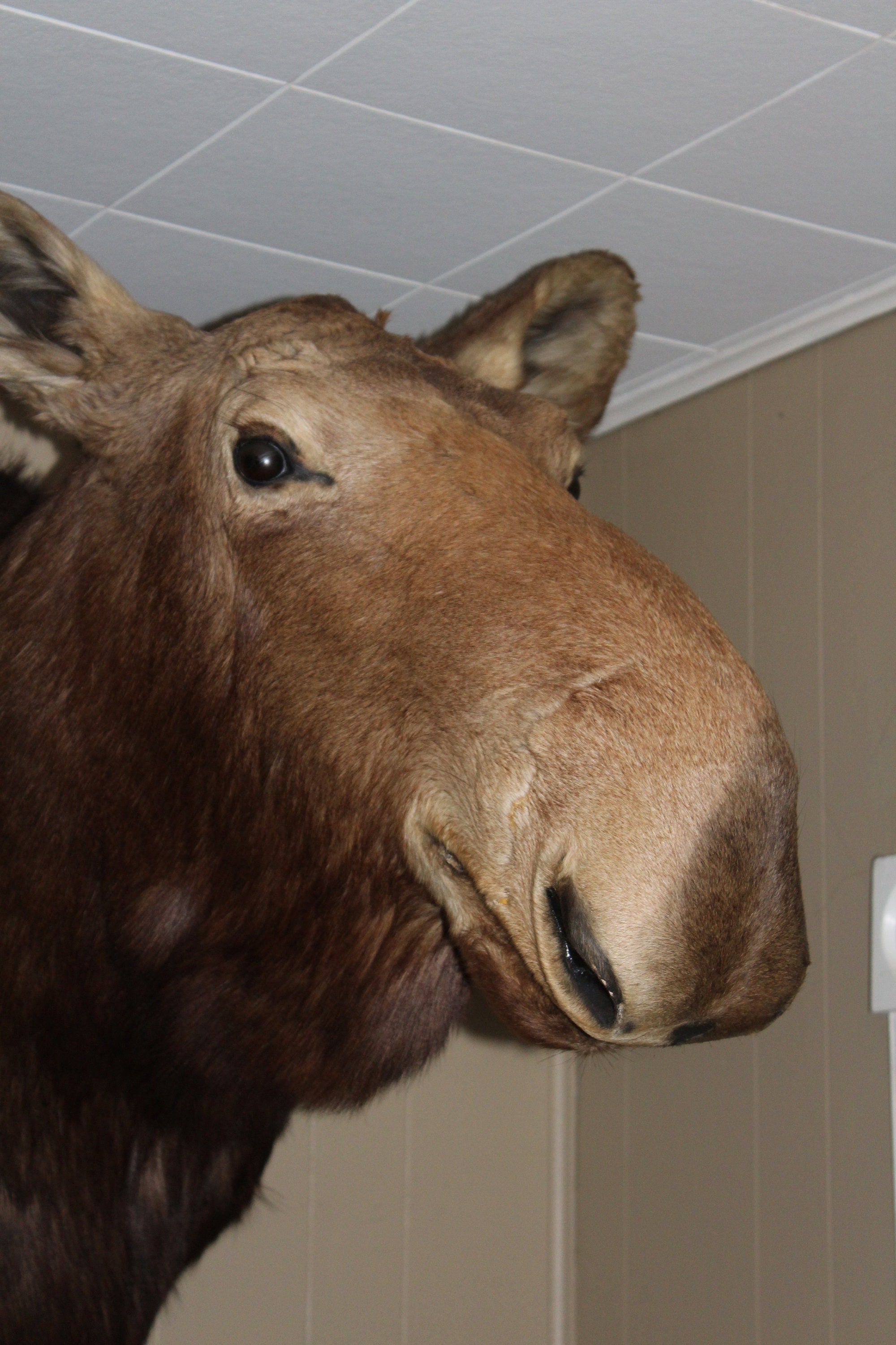Huge Moose Head Mount Vintage Taxidermy Cabin Decor Man Cave Etsy
