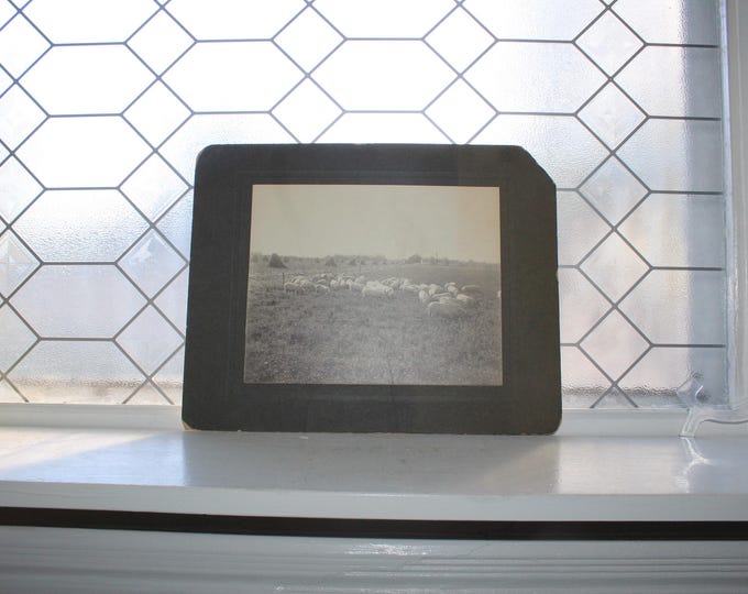 Antique Oversized Cabinet Card Photograph Herd of Pigs On A Farm