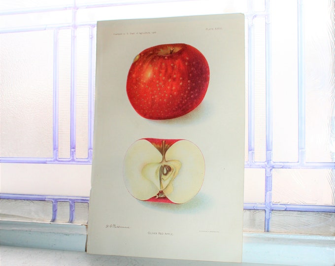 1906 Lithograph Fruit Print Oliver Red Apple Dept of Agriculture