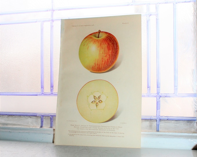 1906 Fruit Chromolithograph Print Rome Beauty Apple Dept of Agriculture