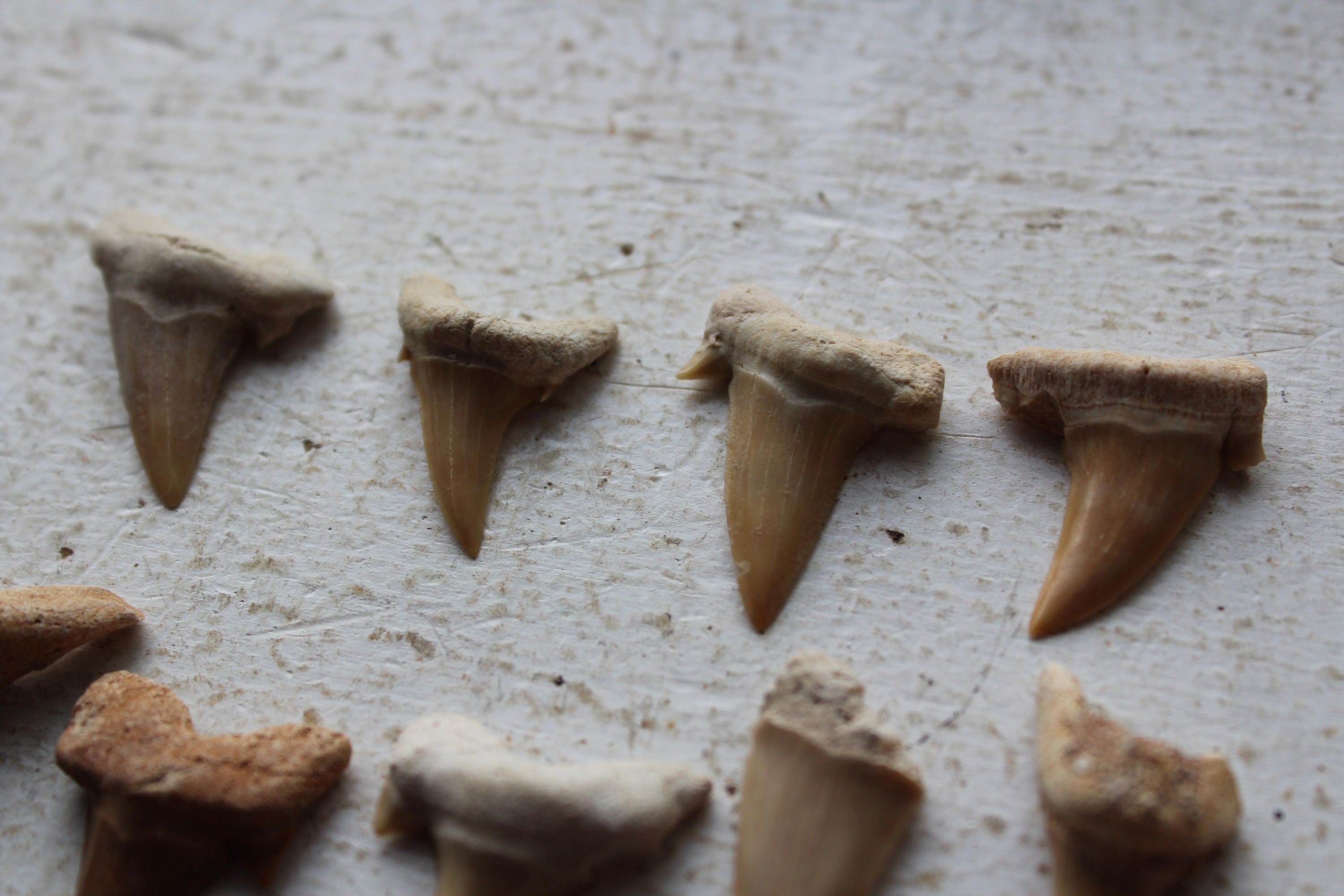 9 Fossilized Shark Teeth | Etsy