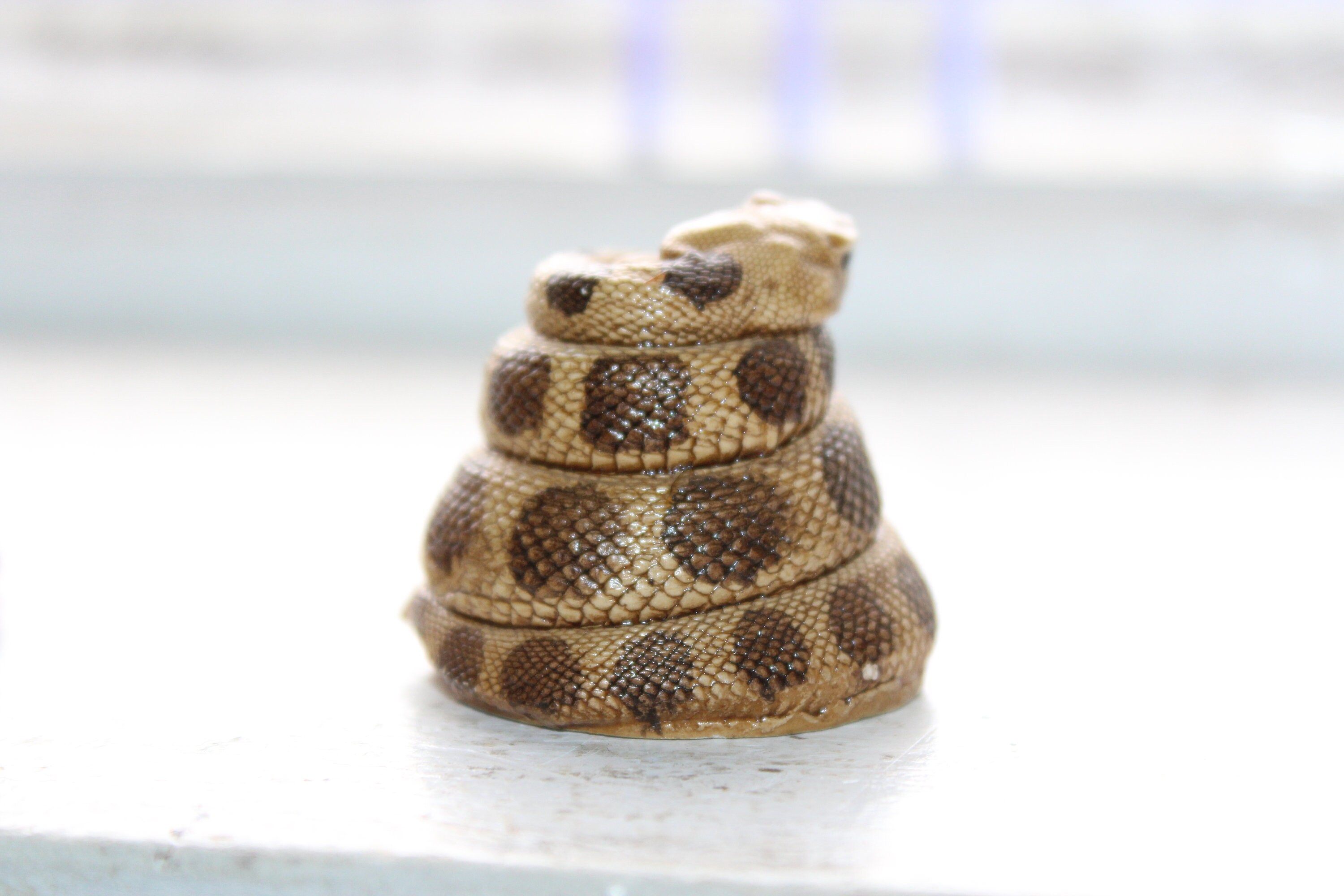 Vintage Salt and Pepper Shakers Lifelike Rattlesnakes
