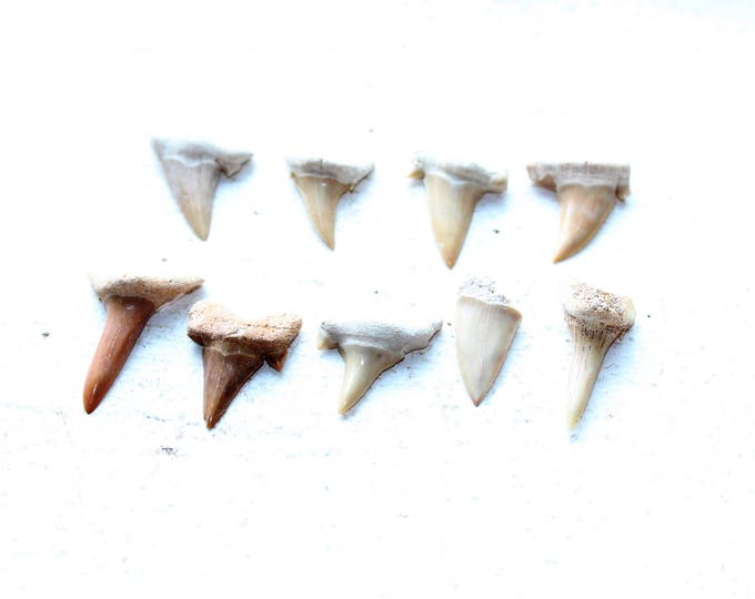 9 Fossilized Shark Teeth