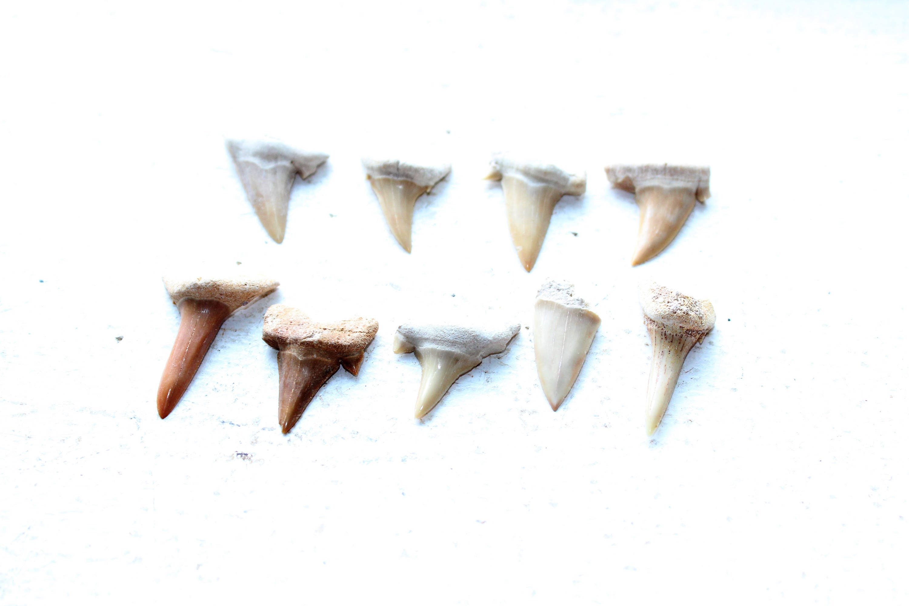 9 Fossilized Shark Teeth | Etsy
