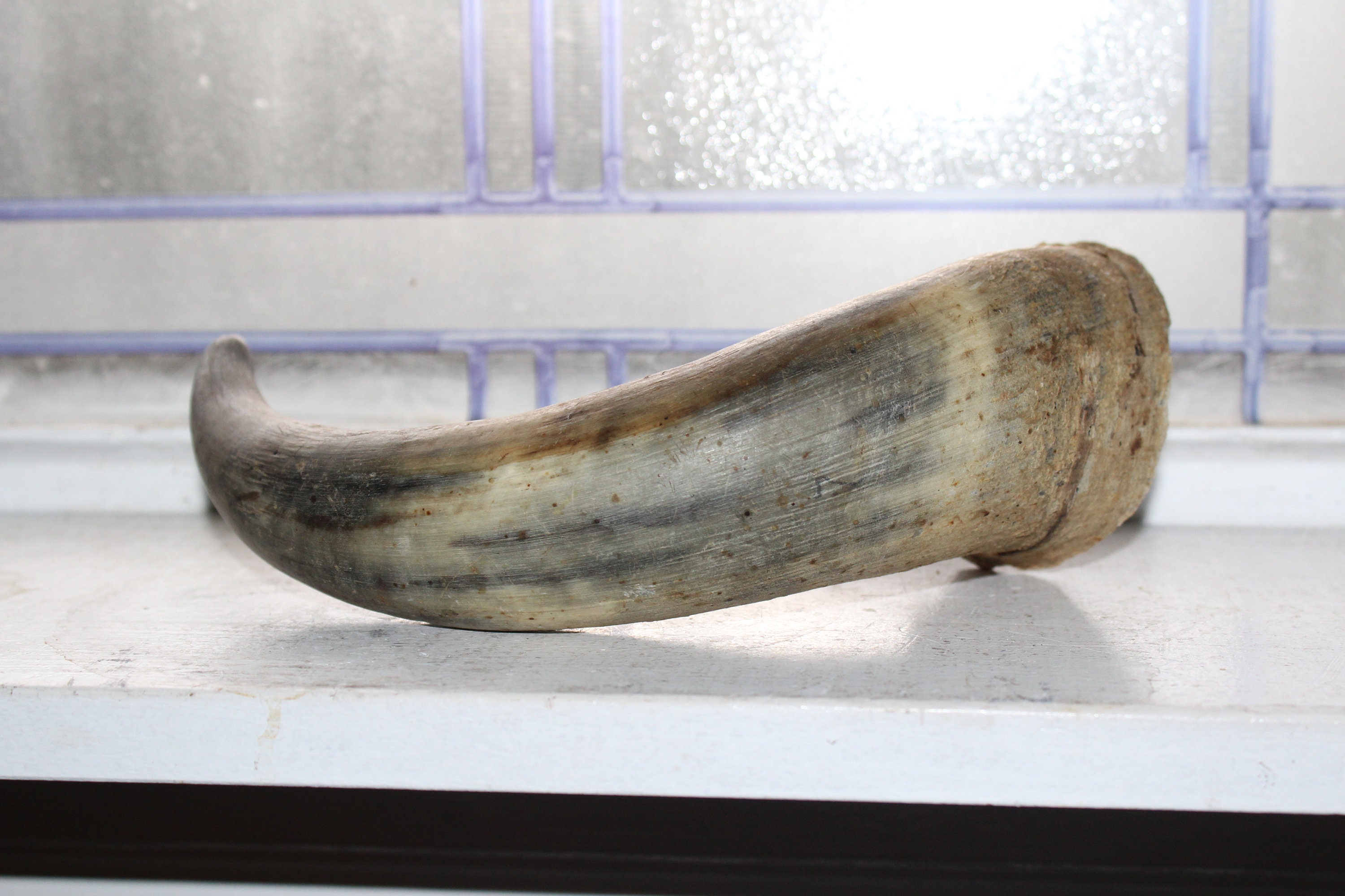 Antique Taxidermy Buffalo Horn American Bison