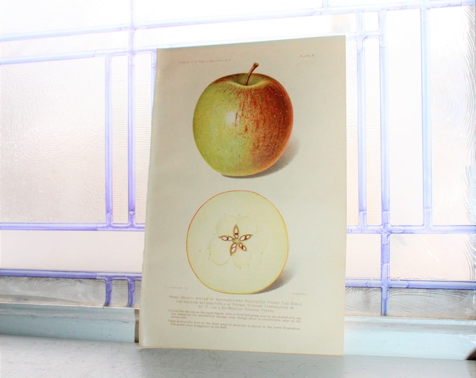 1906 ChromoLithograph Fruit Print Rome Beauty Apple Dept of Agriculture